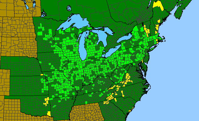 The range of Triosteum aurantiacum